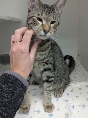 Axel, Adult Male unknown
