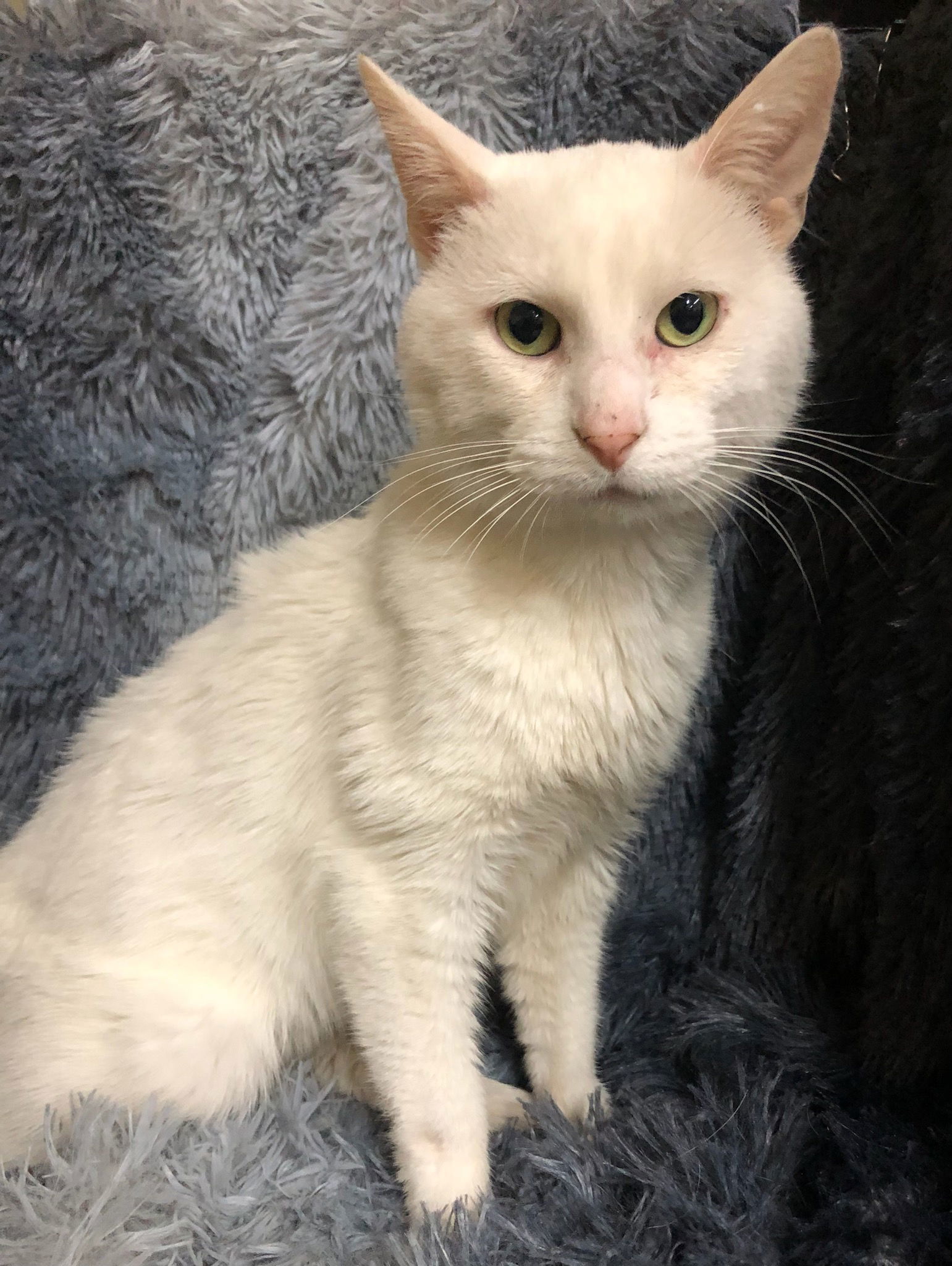 White Claw, an adoptable Domestic Short Hair in Forest Lake, MN, 55025 | Photo Image 1