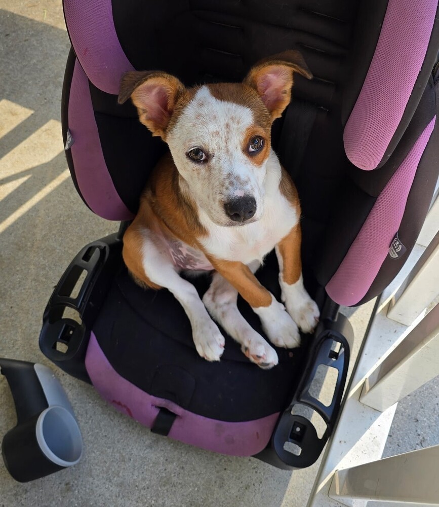 Farrah - heeler F litter
