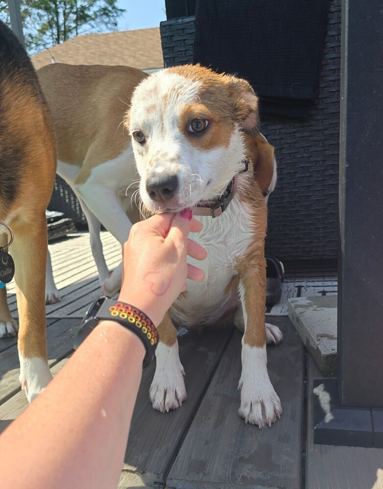Farrah - heeler F litter