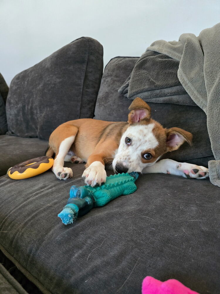 Farrah - heeler F litter