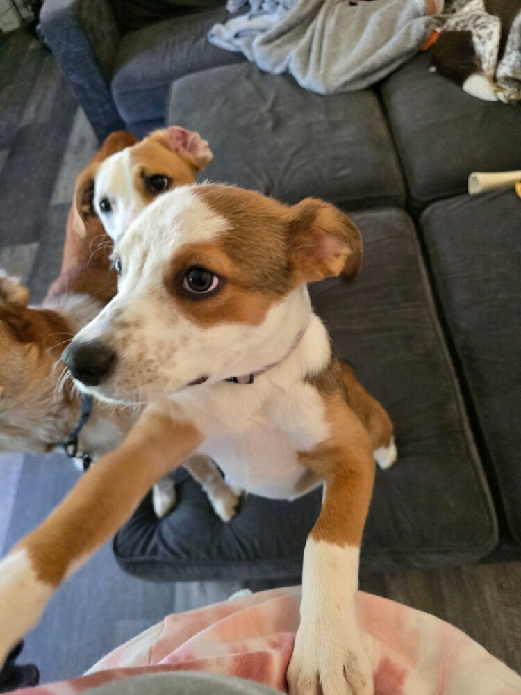 Farrah - heeler F litter