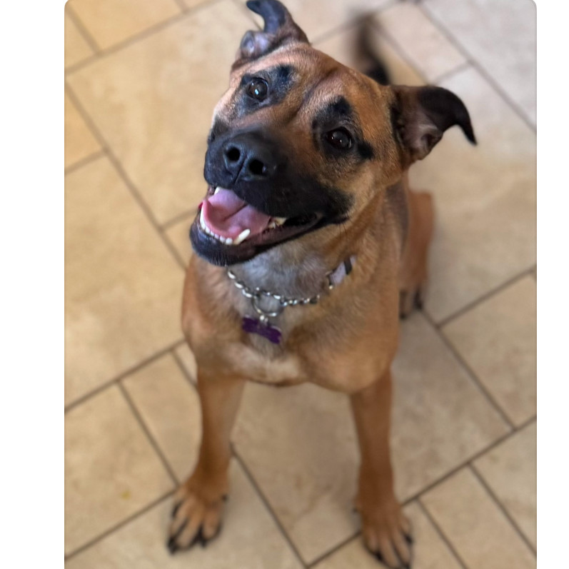 Maple, an adoptable Mixed Breed in Bismarck, ND, 58507 | Photo Image 1