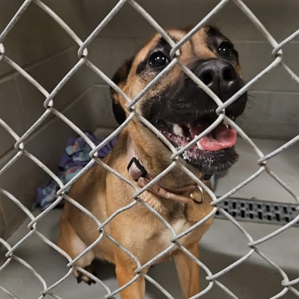 Maple, an adoptable Mixed Breed in Bismarck, ND, 58507 | Photo Image 2