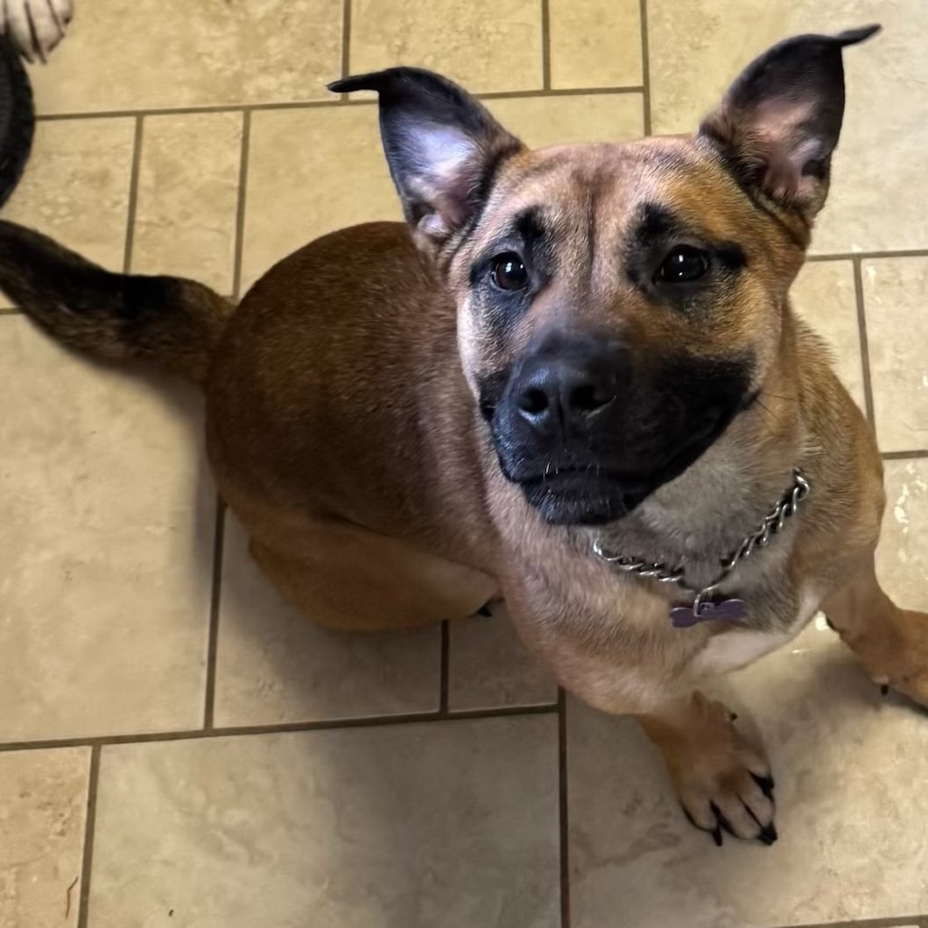 Maple, an adoptable Mixed Breed in Bismarck, ND, 58507 | Photo Image 3