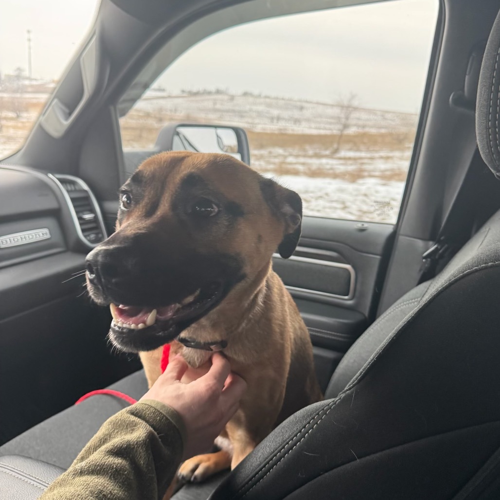 Maple, an adoptable Mixed Breed in Bismarck, ND, 58507 | Photo Image 3