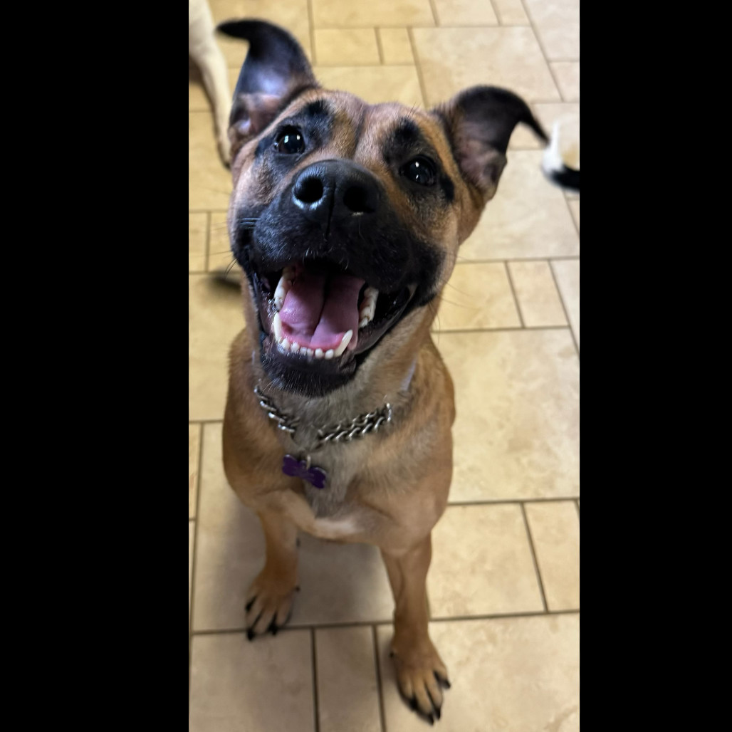 Maple, an adoptable Mixed Breed in Bismarck, ND, 58507 | Photo Image 4