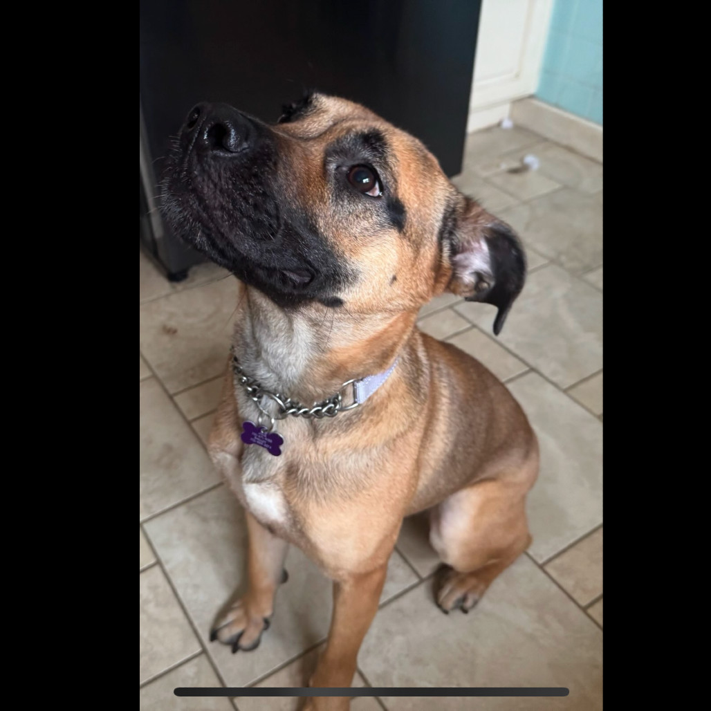 Maple, an adoptable Mixed Breed in Bismarck, ND, 58507 | Photo Image 5