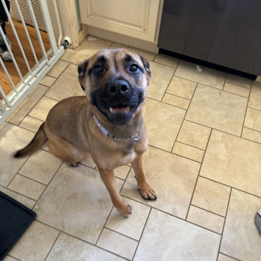 Maple, an adoptable Mixed Breed in Bismarck, ND, 58507 | Photo Image 5