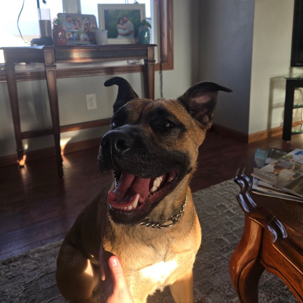 Maple, an adoptable Mixed Breed in Bismarck, ND, 58507 | Photo Image 6