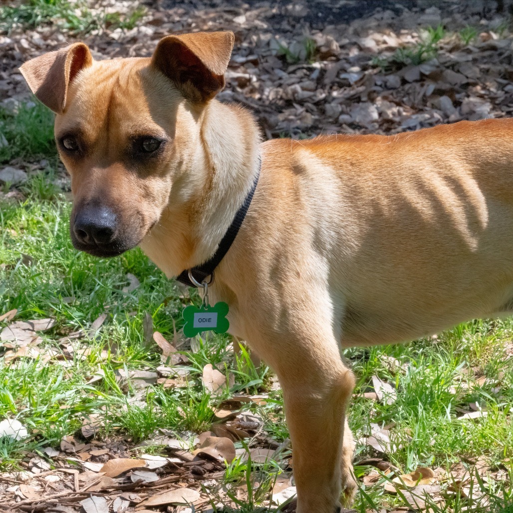 Odie