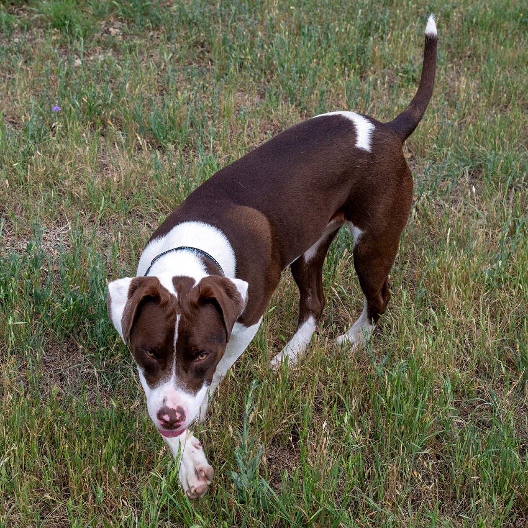 Baloo
