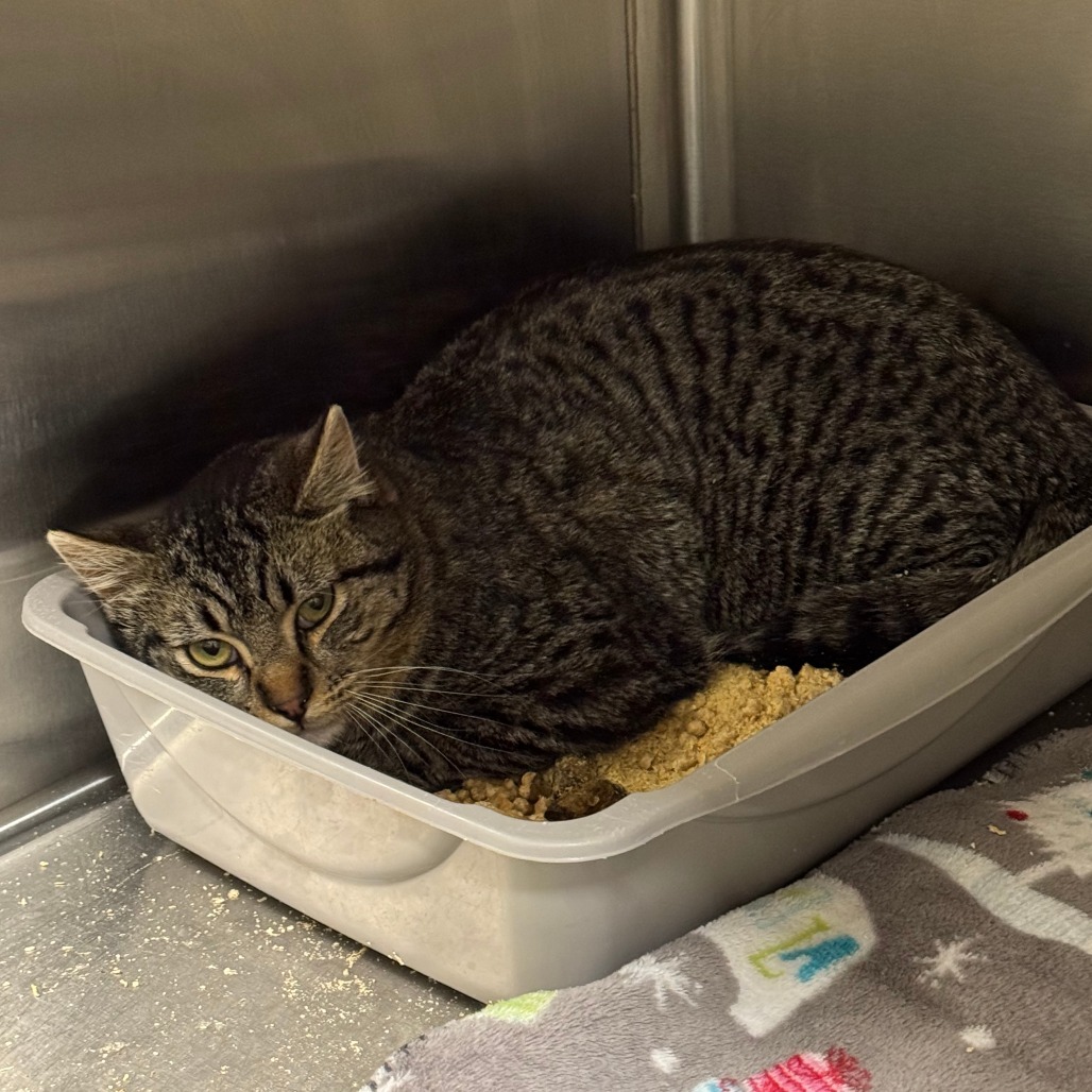 Mist, an adoptable American Shorthair in Cody, WY, 82414 | Photo Image 1