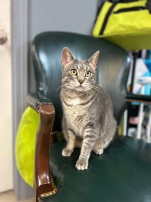 Daisy/Tiffany, Adult Female Domestic Short Hair