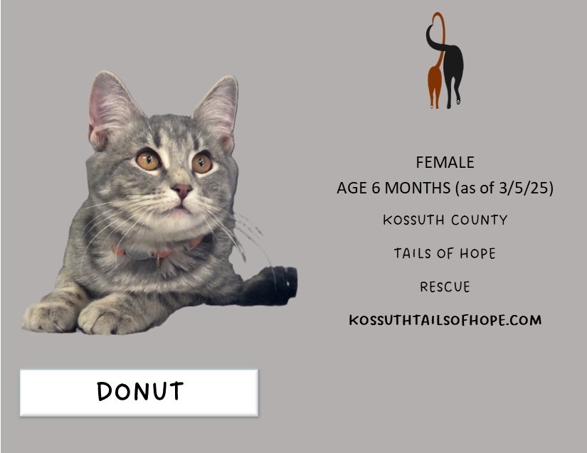 Donut