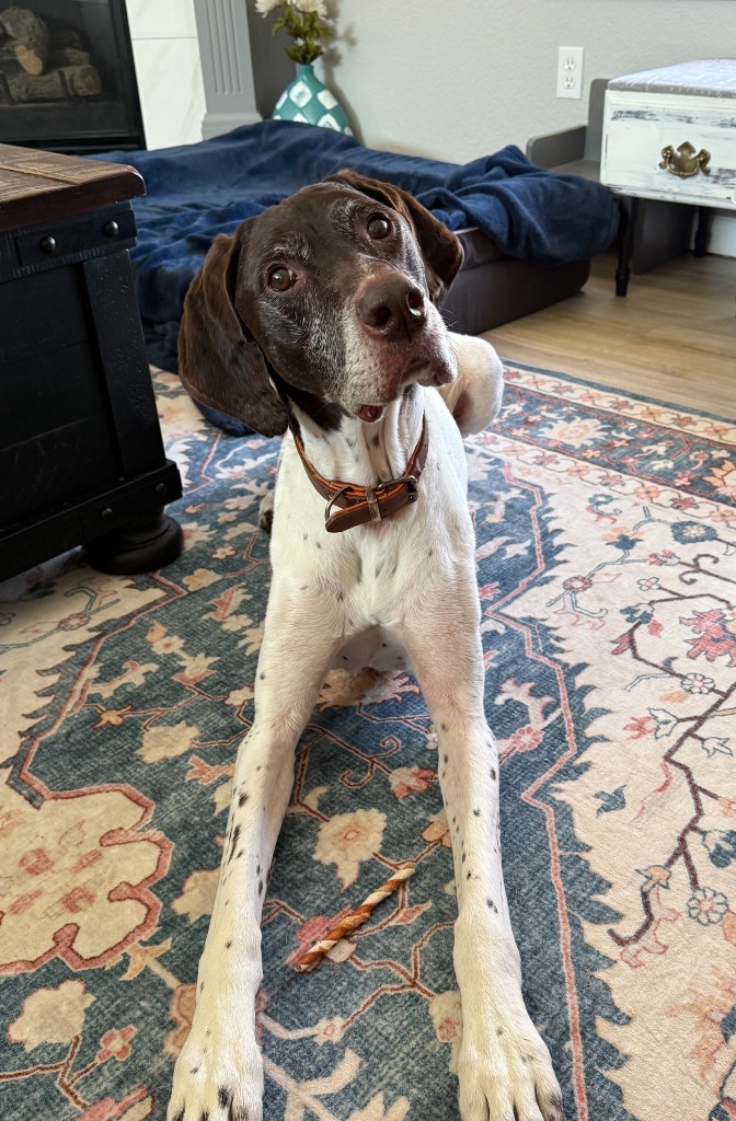 Toby, an adoptable German Shorthaired Pointer in Owatonna, MN, 55060 | Photo Image 1