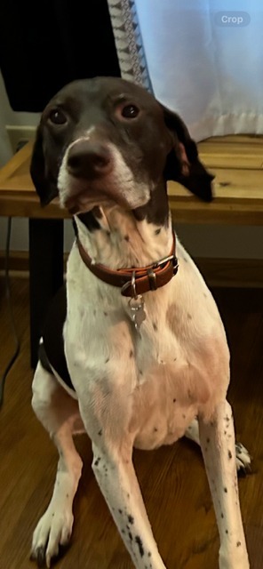 Toby, an adoptable German Shorthaired Pointer in Owatonna, MN, 55060 | Photo Image 2