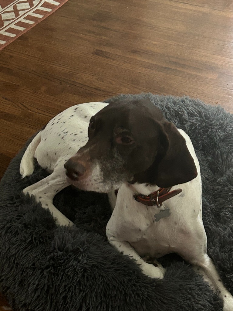 Toby, an adoptable German Shorthaired Pointer in Owatonna, MN, 55060 | Photo Image 3