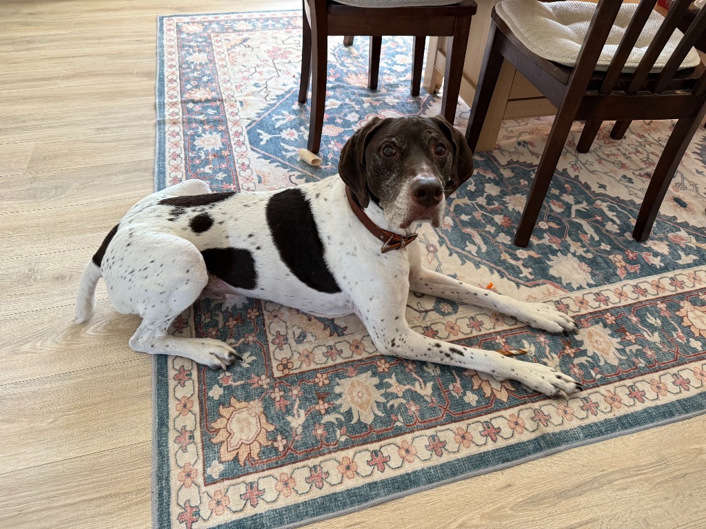Toby, an adoptable German Shorthaired Pointer in Owatonna, MN, 55060 | Photo Image 4