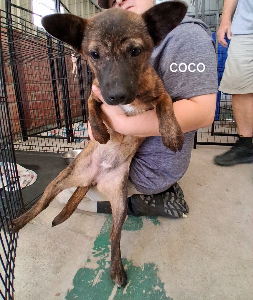 Coco