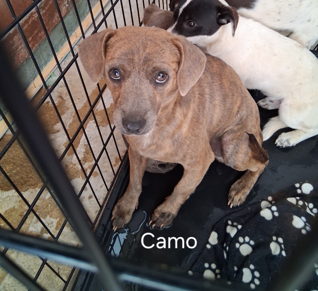 Camo