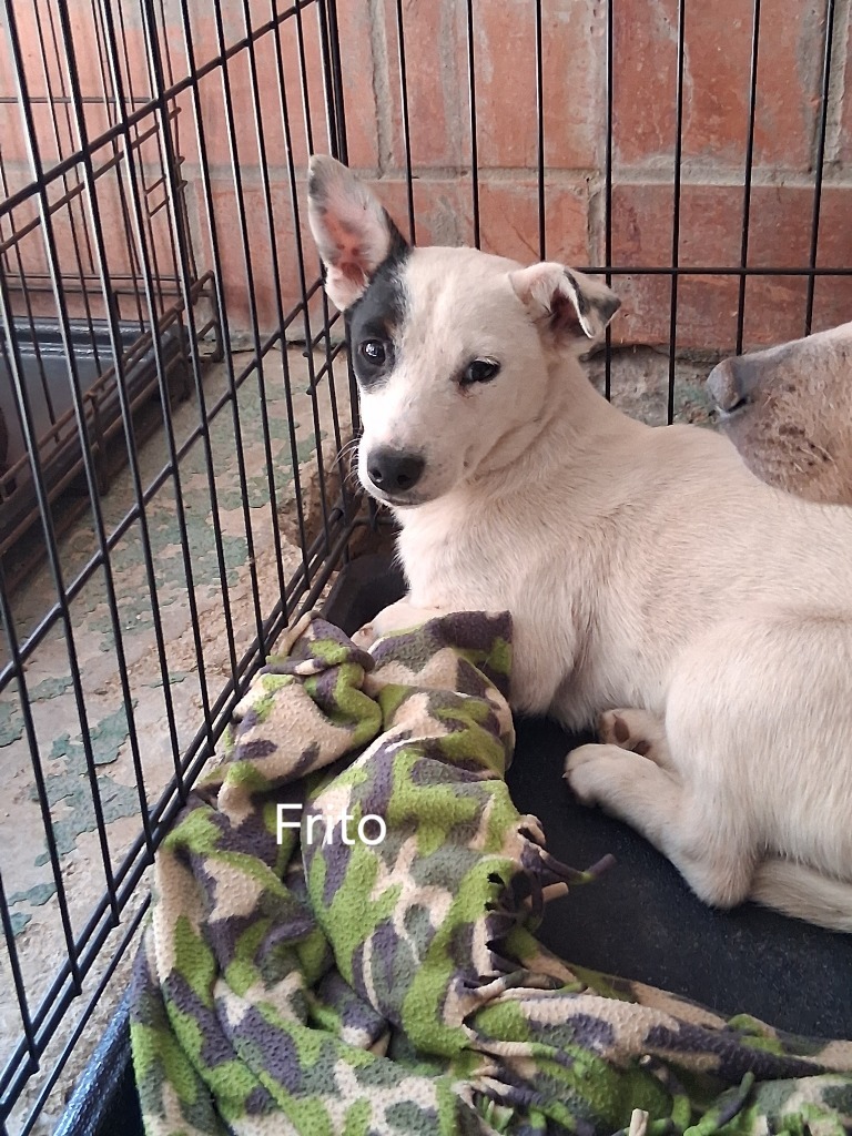 Frito