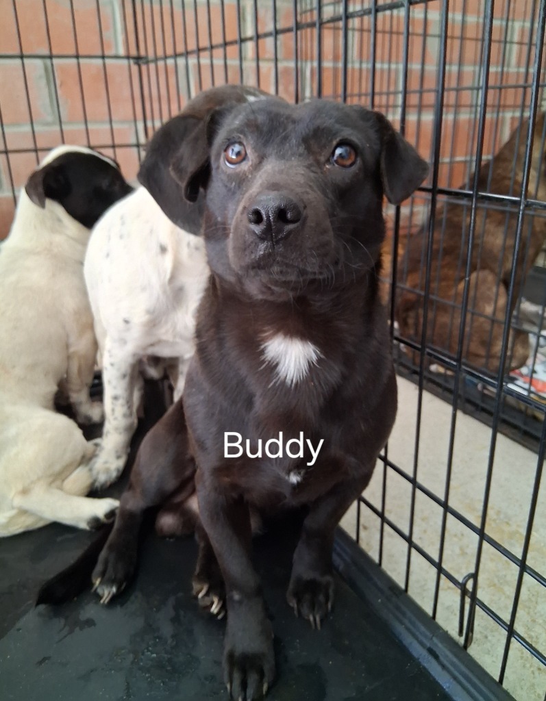 Buddy