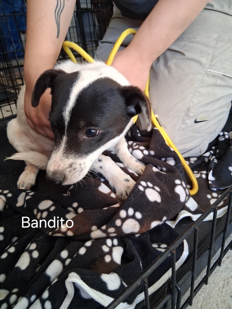 Bandito