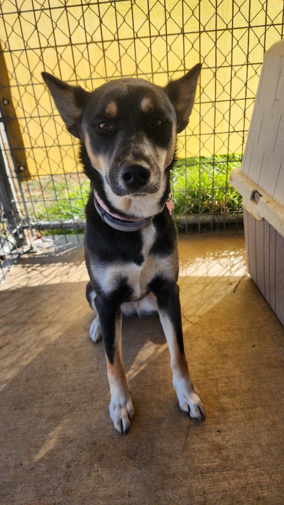Aussie (Ellie)