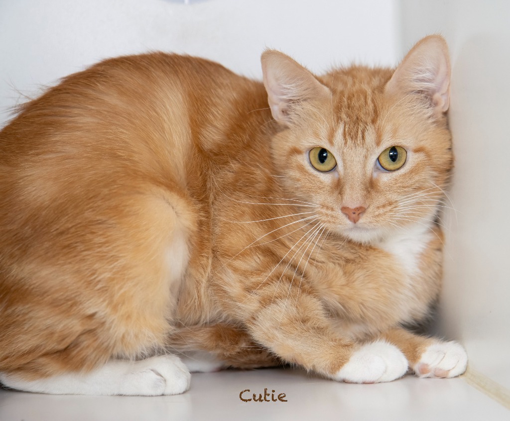 Cutie, an adoptable Domestic Short Hair in Hot Springs Village, AR, 71909 | Photo Image 1