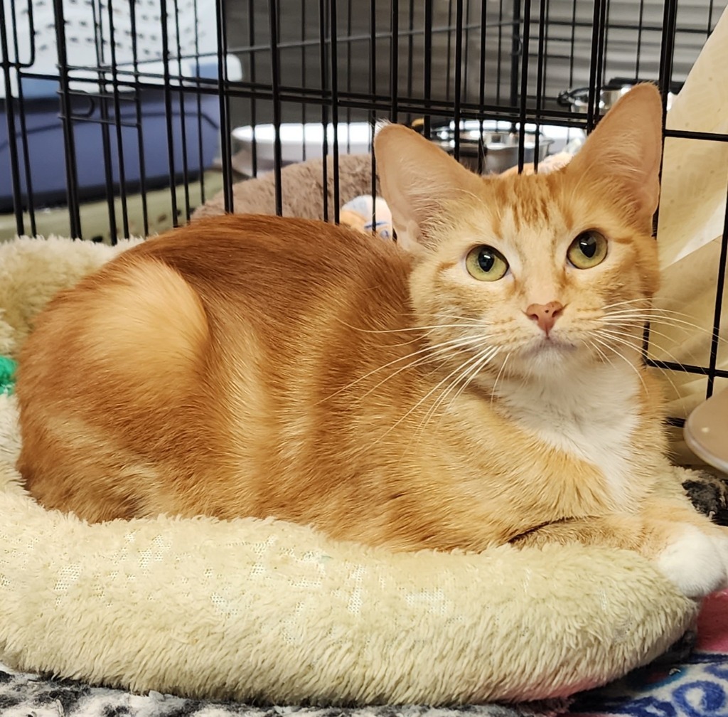 Cutie, an adoptable Domestic Short Hair in Hot Springs Village, AR, 71909 | Photo Image 2