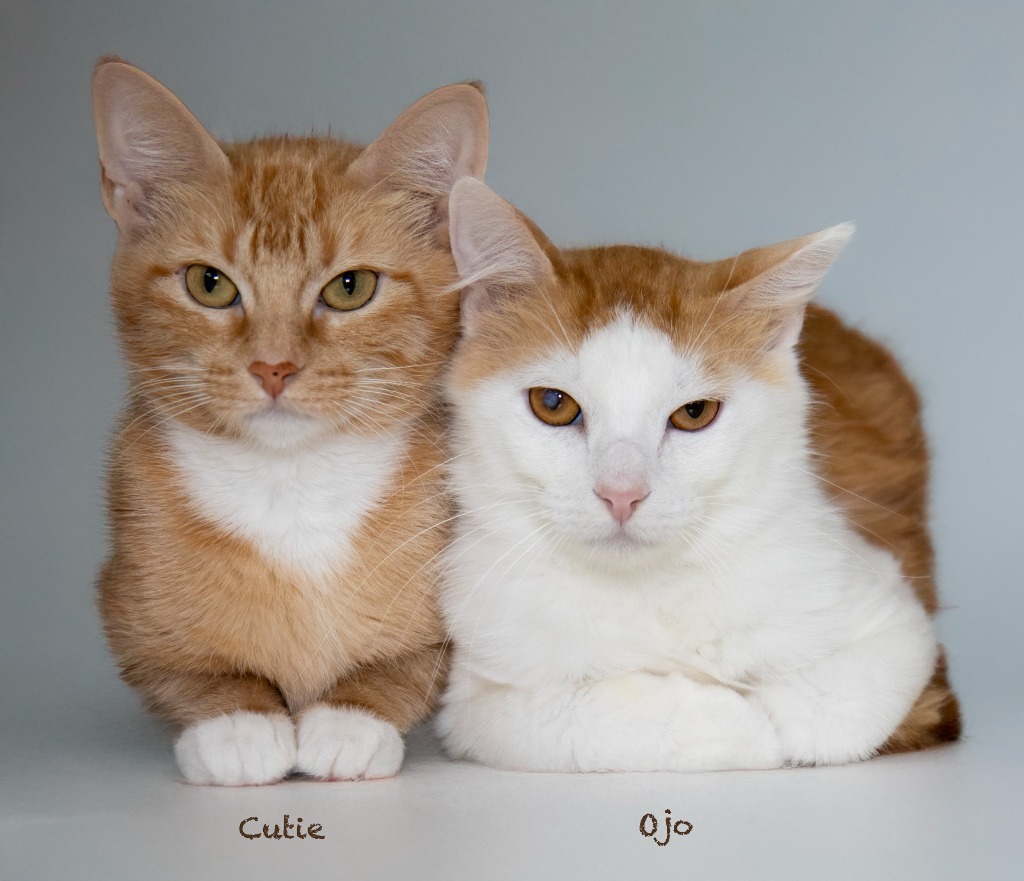 Cutie, an adoptable Domestic Short Hair in Hot Springs Village, AR, 71909 | Photo Image 3