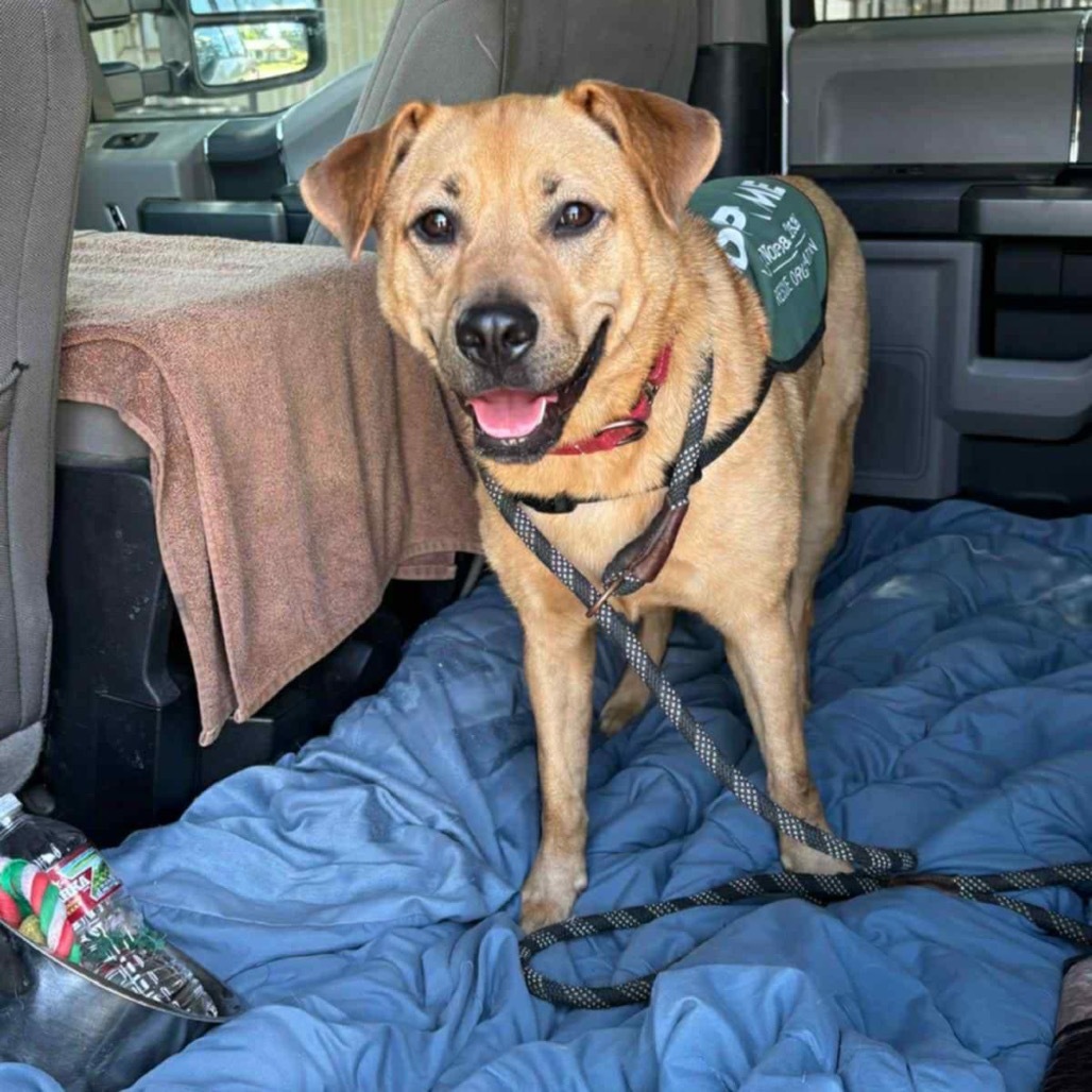 Remi II, an adoptable Black Mouth Cur, Mountain Cur in Wadena, MN, 56482 | Photo Image 1
