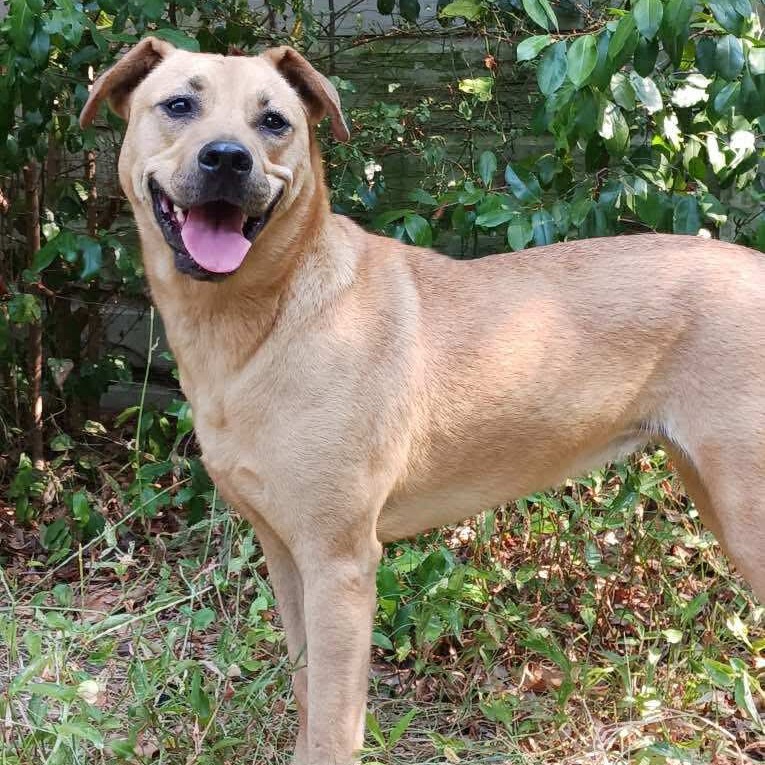 Remi II, an adoptable Black Mouth Cur, Labrador Retriever in Wadena, MN, 56482 | Photo Image 1