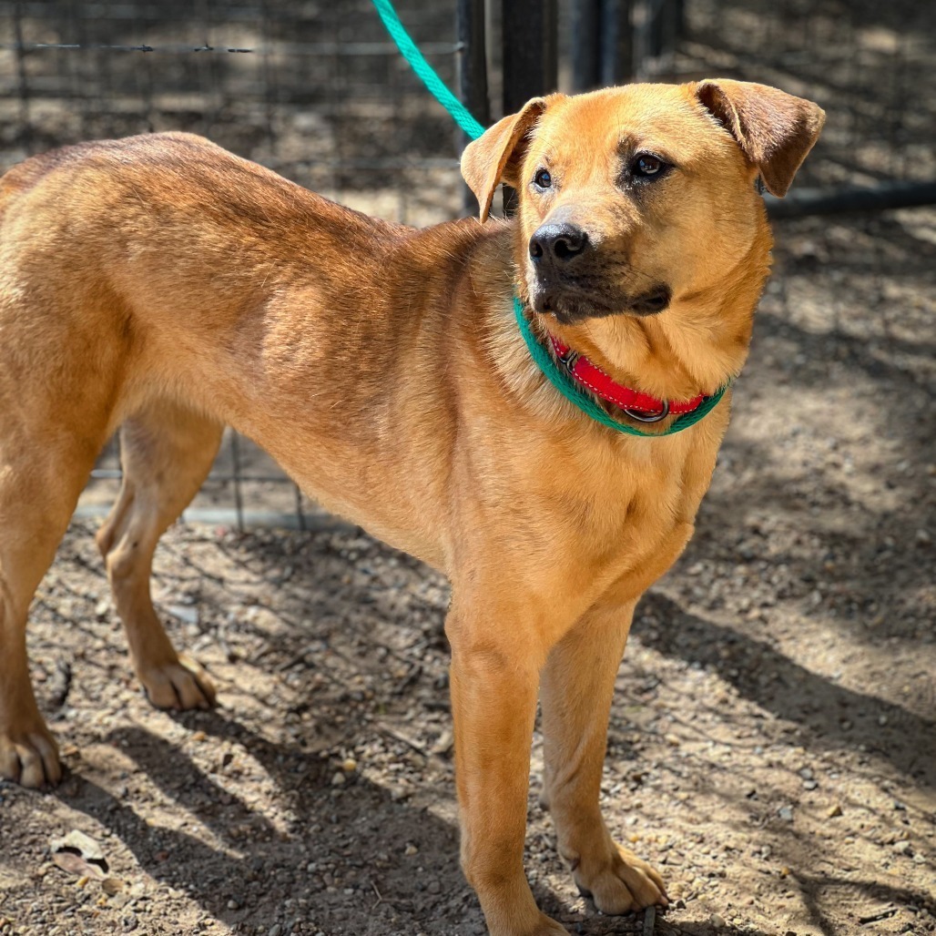 Remi II, an adoptable Black Mouth Cur, Labrador Retriever in Wadena, MN, 56482 | Photo Image 2
