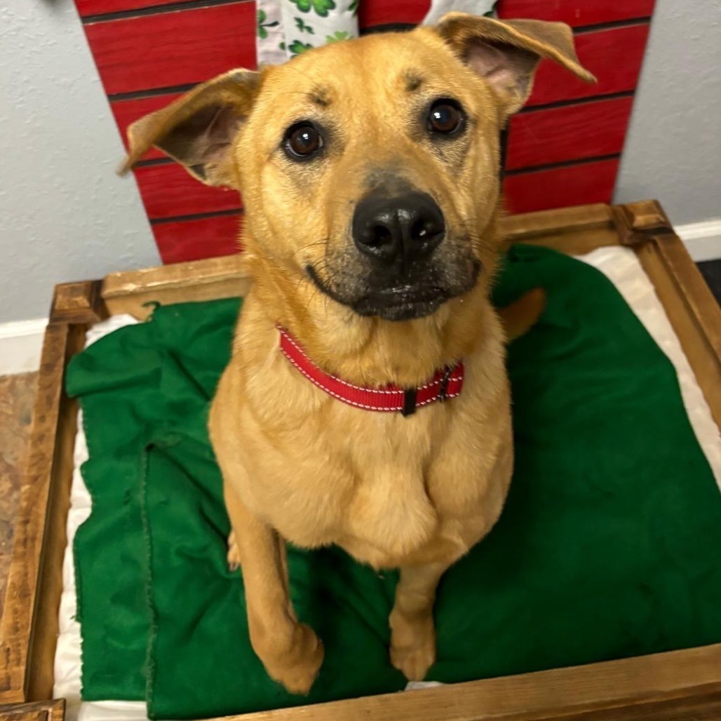 Remi II, an adoptable Black Mouth Cur, Labrador Retriever in Wadena, MN, 56482 | Photo Image 3