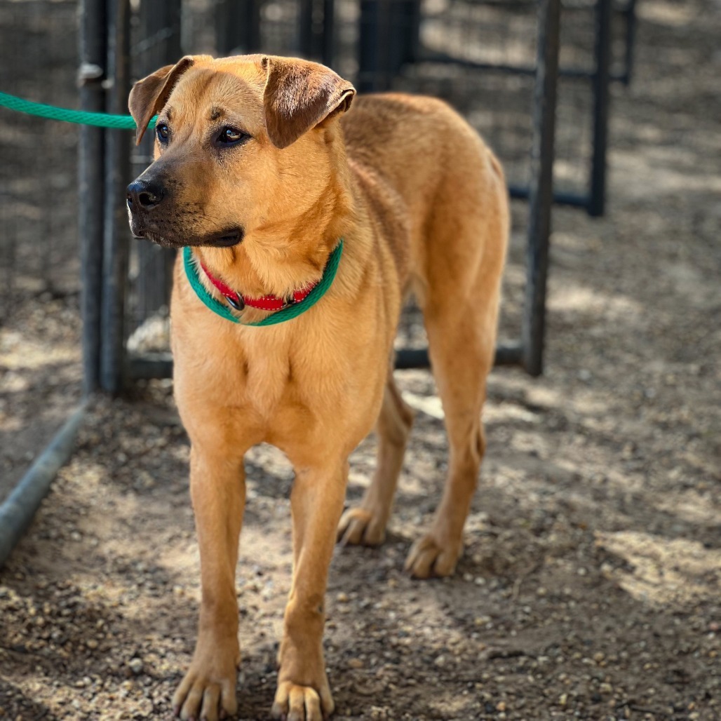 Remi II, an adoptable Black Mouth Cur, Labrador Retriever in Wadena, MN, 56482 | Photo Image 4