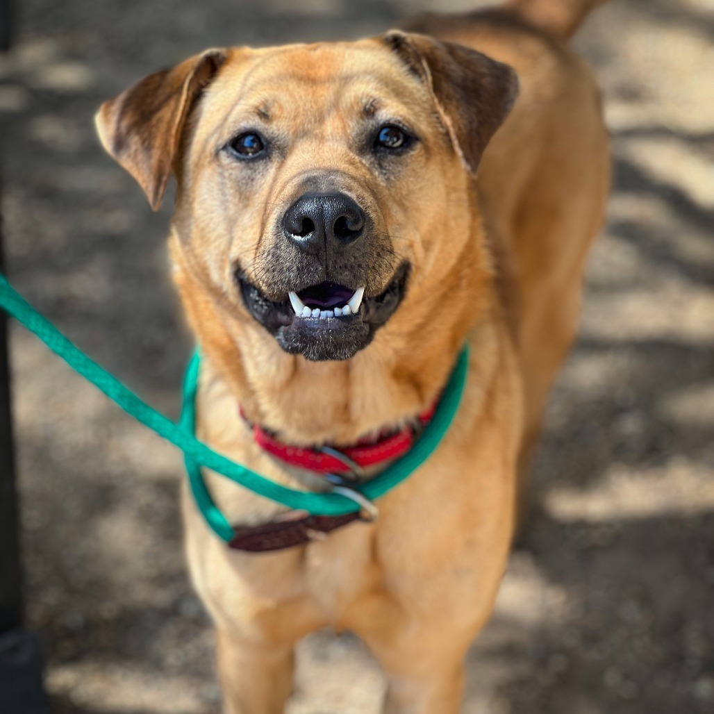 Remi II, an adoptable Black Mouth Cur, Labrador Retriever in Wadena, MN, 56482 | Photo Image 5