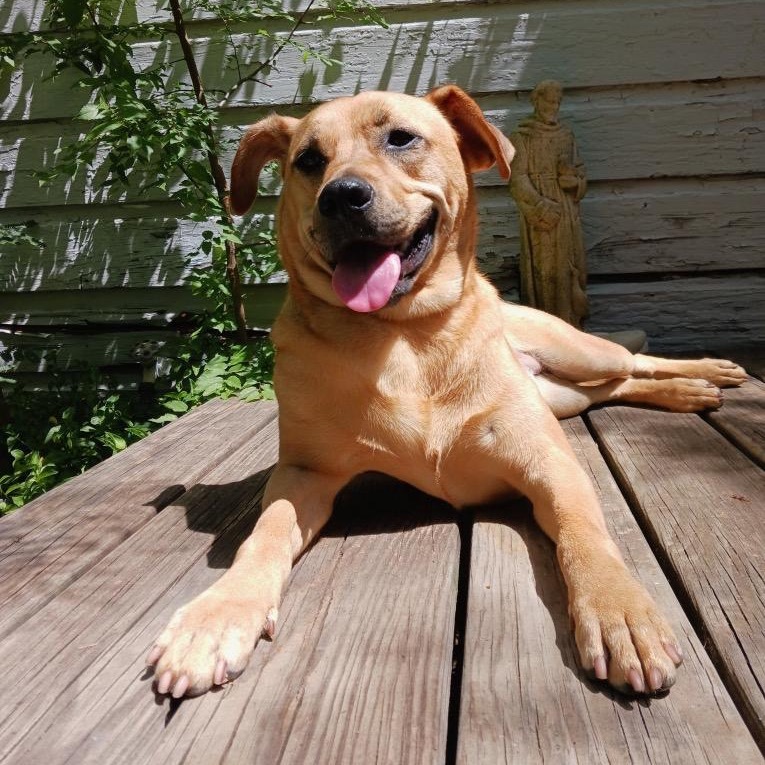 Remi II, an adoptable Black Mouth Cur, Labrador Retriever in Wadena, MN, 56482 | Photo Image 6