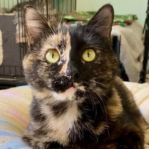 Mocha, an adoptable Domestic Short Hair in Wadena, MN, 56482 | Photo Image 1
