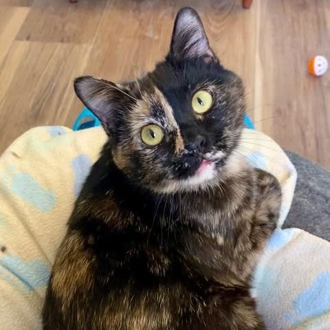 Mocha, an adoptable Domestic Short Hair in Wadena, MN, 56482 | Photo Image 2