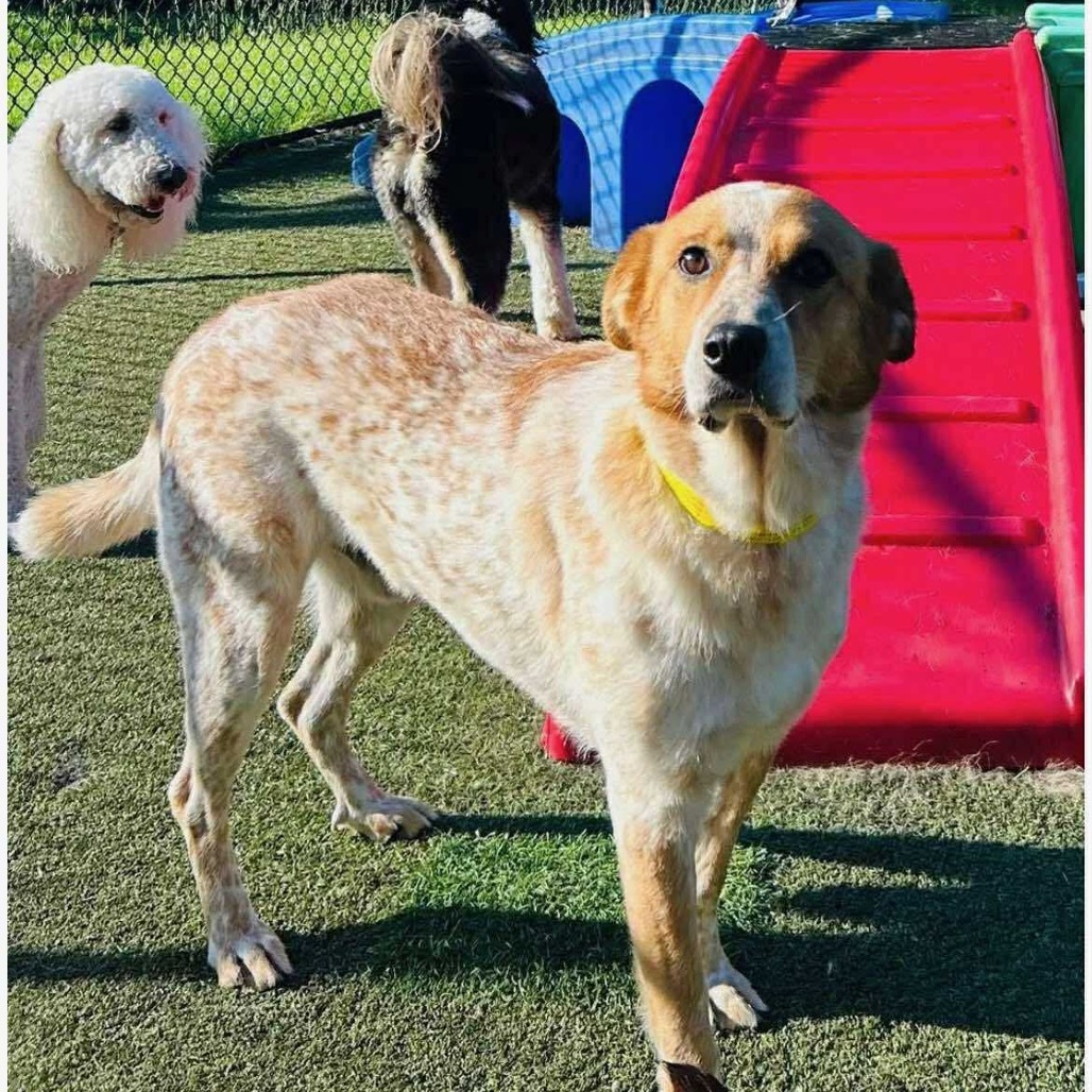 Woodrow, an adoptable Cattle Dog, Great Pyrenees in Wadena, MN, 56482 | Photo Image 1