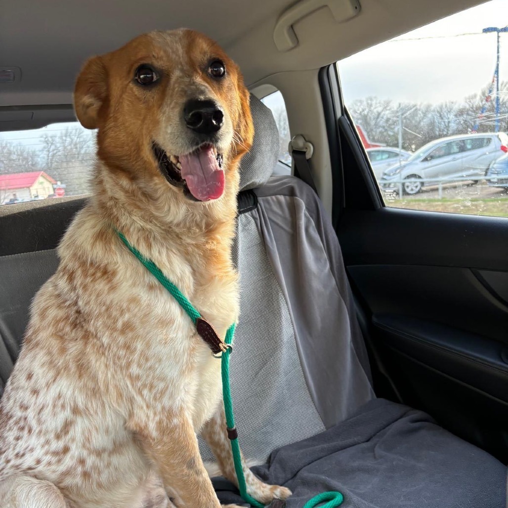 Woodrow, an adoptable Cattle Dog, Great Pyrenees in Wadena, MN, 56482 | Photo Image 5