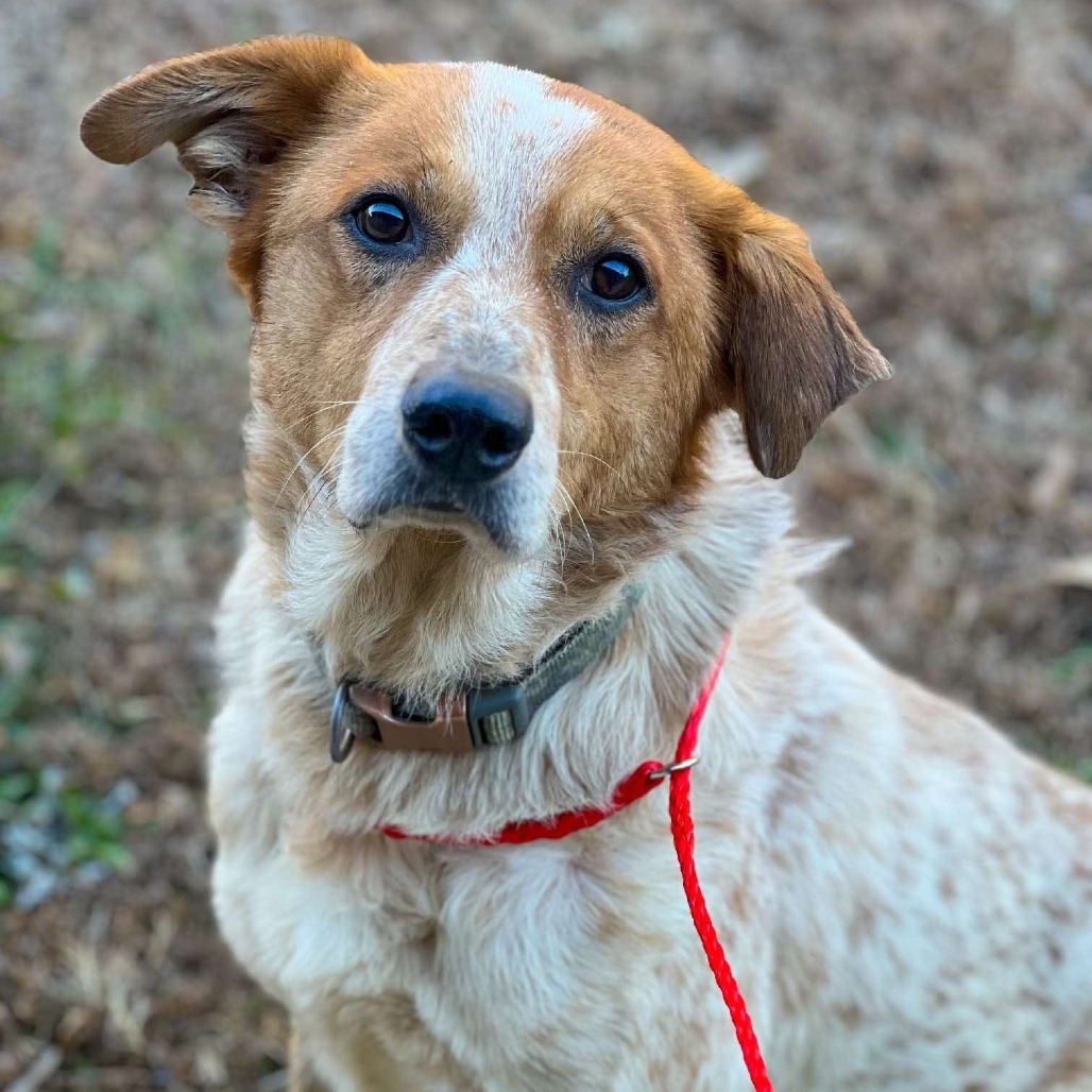 Woodrow, an adoptable Cattle Dog, Great Pyrenees in Wadena, MN, 56482 | Photo Image 6