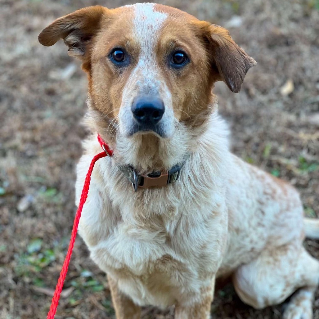 Woodrow, an adoptable Cattle Dog, Great Pyrenees in Wadena, MN, 56482 | Photo Image 7