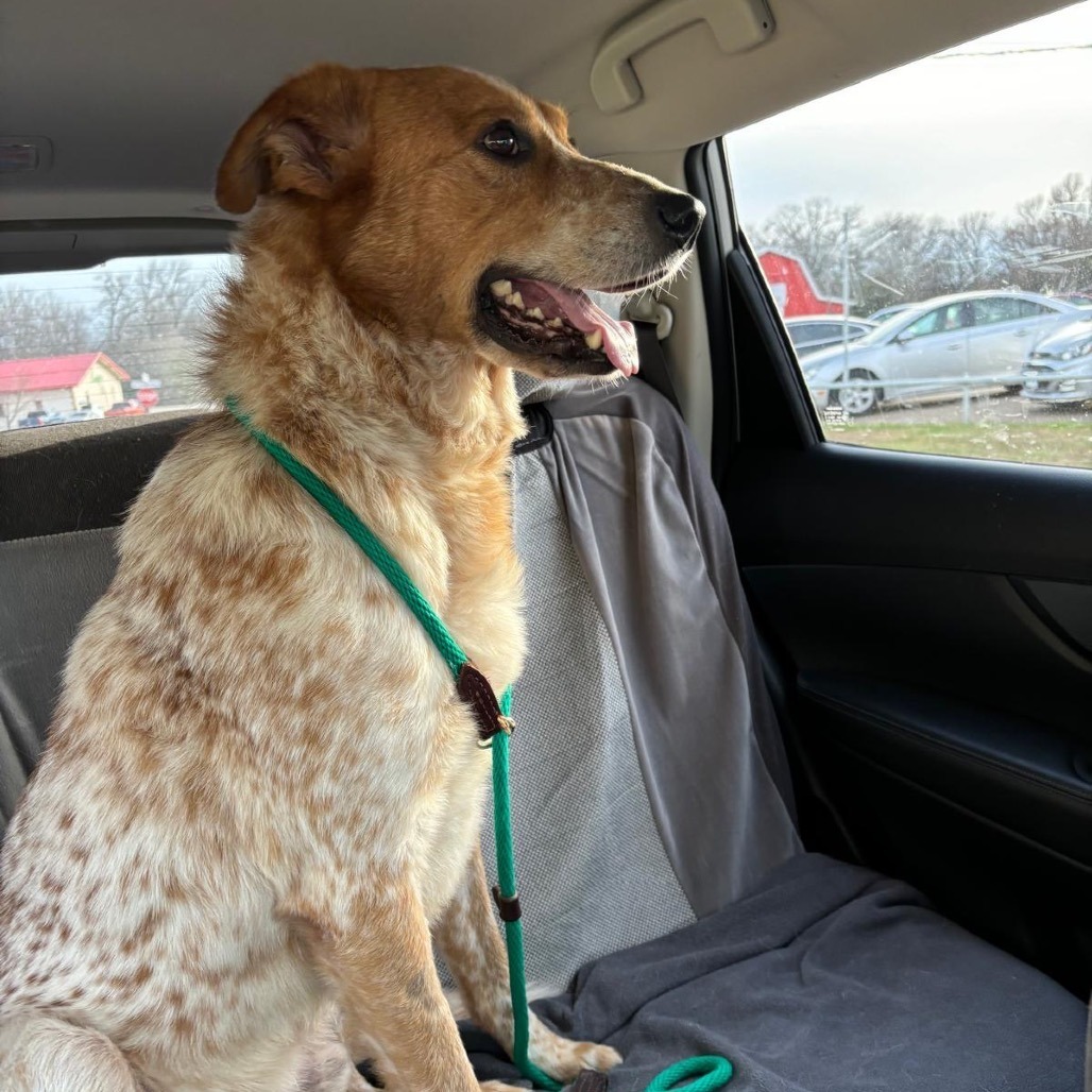 Woodrow, an adoptable Cattle Dog, Great Pyrenees in Wadena, MN, 56482 | Photo Image 8