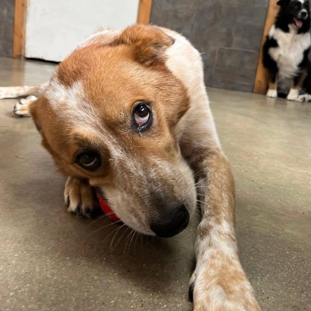 Woodrow, an adoptable Cattle Dog, Great Pyrenees in Wadena, MN, 56482 | Photo Image 6