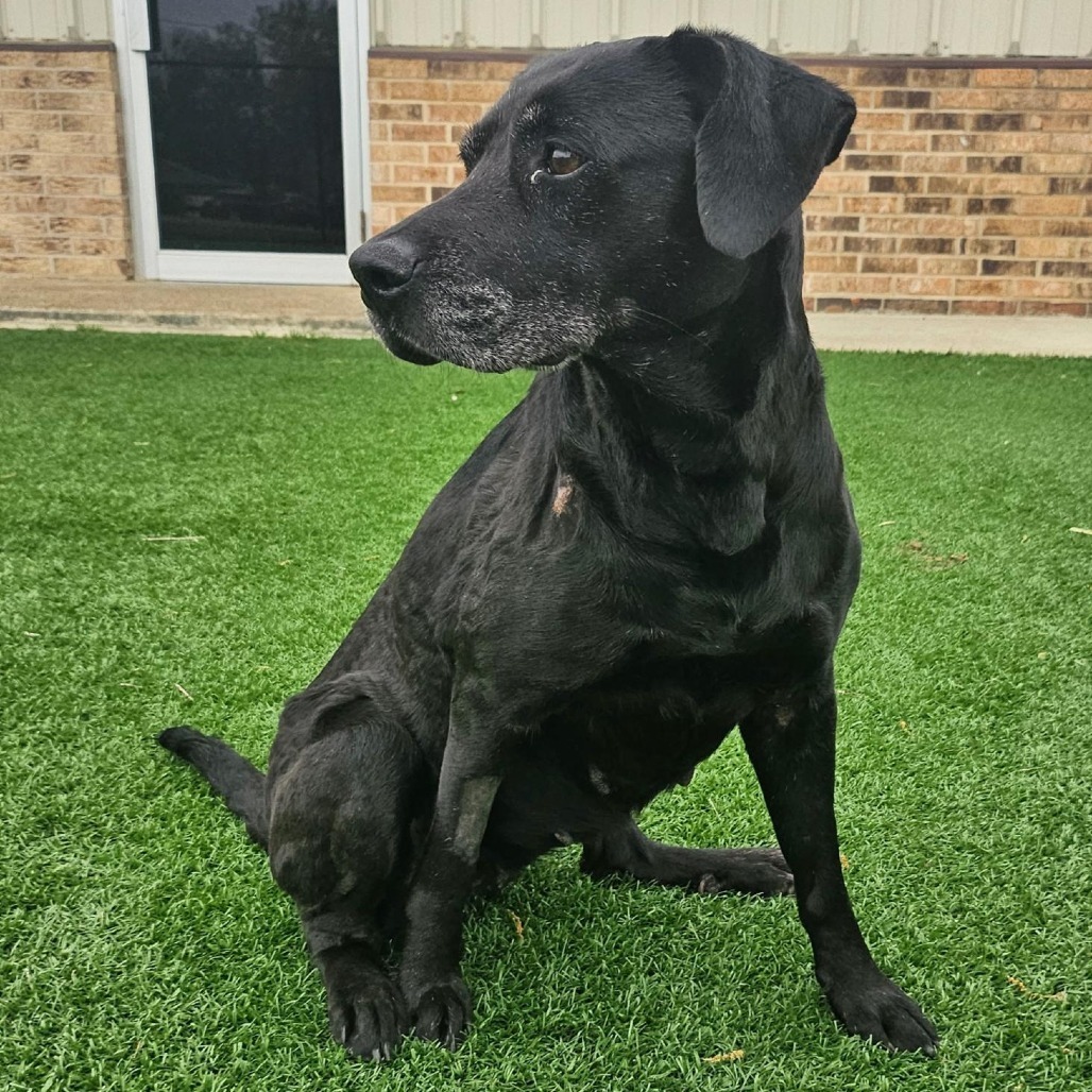 Rebel, an adoptable Black Labrador Retriever in Wadena, MN, 56482 | Photo Image 1