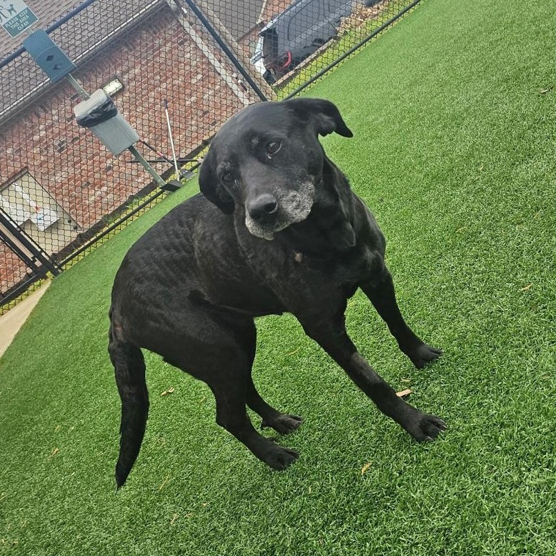 Rebel, an adoptable Black Labrador Retriever in Wadena, MN, 56482 | Photo Image 2