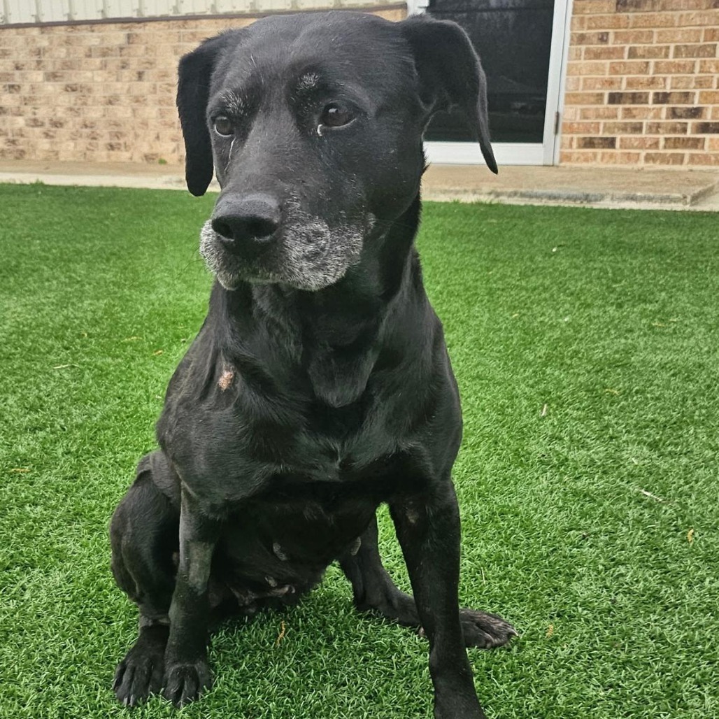 Rebel, an adoptable Black Labrador Retriever in Wadena, MN, 56482 | Photo Image 3